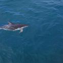 03 Kaikoura Dolphins